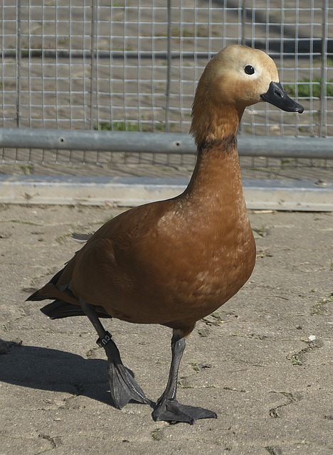 莱比锡新星